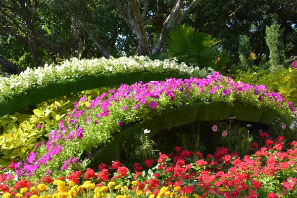 Цветы Парке Таиланде — стоковое фото