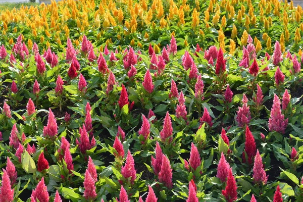 Květiny Parku Thajsku Stock Fotografie
