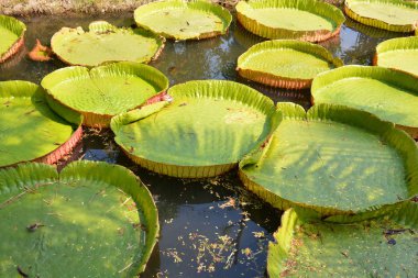 Victoria Amazonica ya da Tayland 'da su zambağı