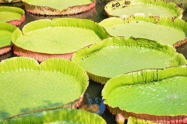 Victoria Amazonica ya da Tayland 'da su zambağı