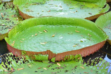 Victoria Amazonica ya da Tayland 'da su zambağı