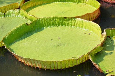 Victoria Amazonica ya da Tayland 'da su zambağı