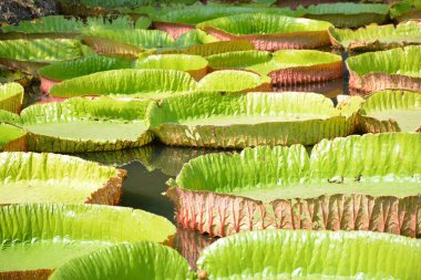 Victoria Amazonica ya da Tayland 'da su zambağı