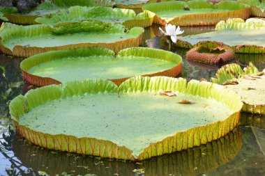 Victoria Amazonica ya da Tayland 'da su zambağı