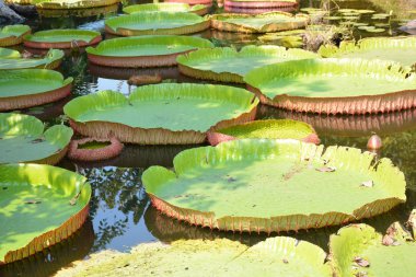 Victoria Amazonica ya da Tayland 'da su zambağı