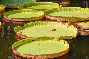 Victoria Amazonica ya da Tayland 'da su zambağı