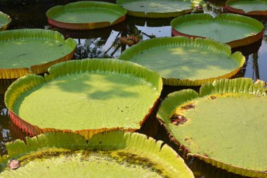 Victoria Amazonica ya da Tayland 'da su zambağı