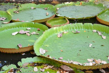 Victoria Amazonica ya da Tayland 'da su zambağı