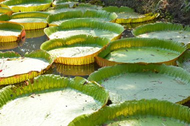 Victoria Amazonica ya da Tayland 'da su zambağı