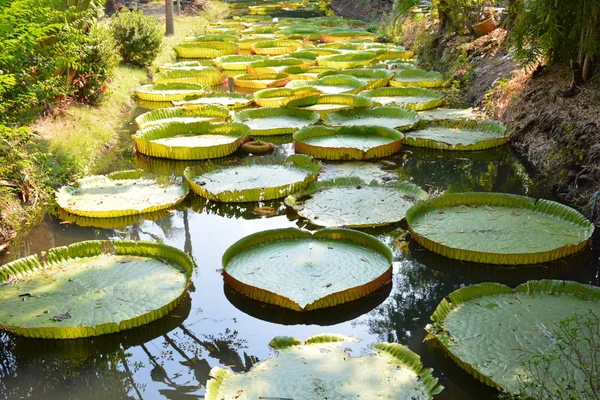 Victoria Amazonica Lub Lilia Wodna Tajlandii — Zdjęcie stockowe