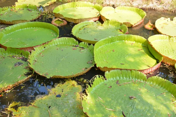 Victoria Amazonica Lub Lilia Wodna Tajlandii — Zdjęcie stockowe