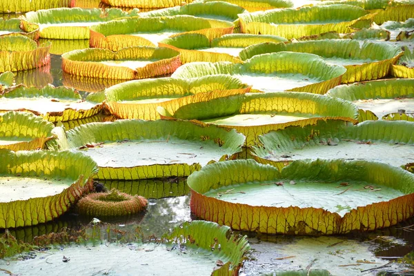 Victoria Amazonica ya da Tayland 'da su zambağı