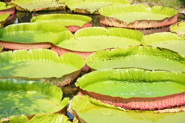Victoria Amazonica Lub Lilia Wodna Tajlandii — Zdjęcie stockowe