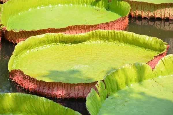 Victoria Amazonica Lirio Agua Tailandia —  Fotos de Stock