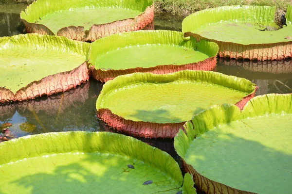Victoria Amazonica ya da Tayland 'da su zambağı