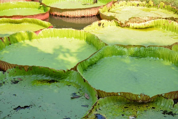Victoria Amazonica ya da Tayland 'da su zambağı