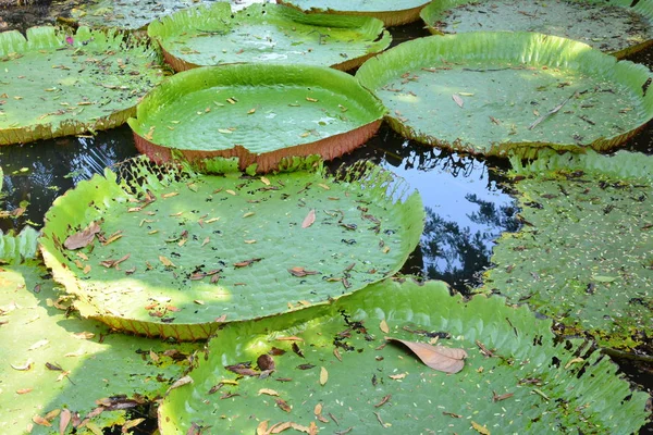 Victoria Amazonica Water Lily Thailand — Stock Photo, Image