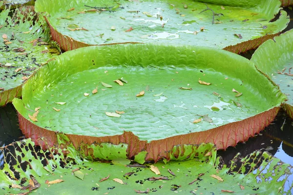 Victoria Amazonica Eller Vatten Lily Thailand — Stockfoto