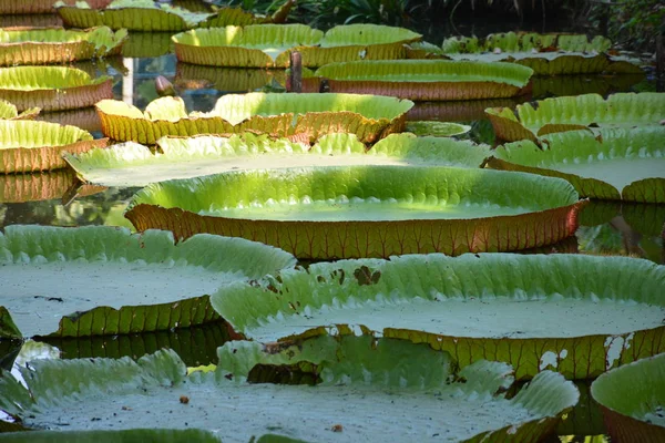 Victoria Amazonica Água Lily Tailândia — Fotografia de Stock
