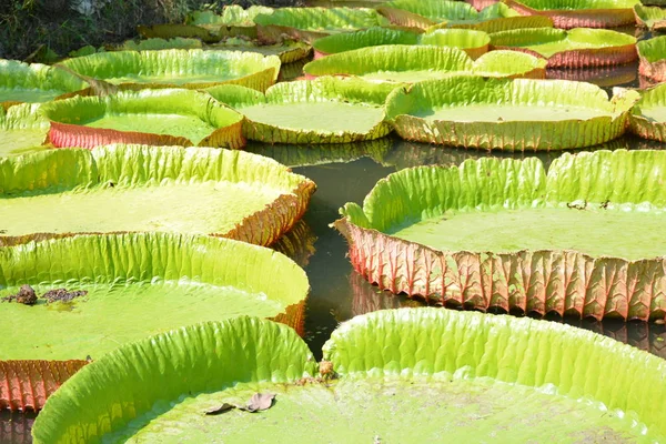 Victoria Amazonica Lub Lilia Wodna Tajlandii — Zdjęcie stockowe
