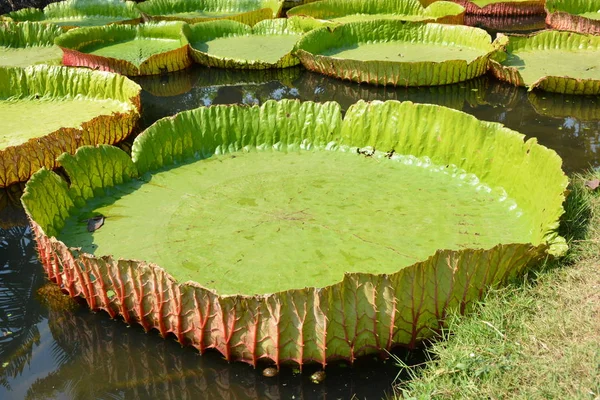 Victoria Amazonica Lirio Agua Tailandia —  Fotos de Stock