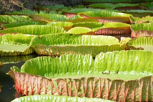 Victoria Amazonica ya da Tayland 'da su zambağı