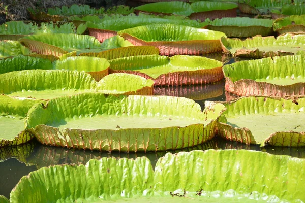 Victoria Amazonica ya da Tayland 'da su zambağı