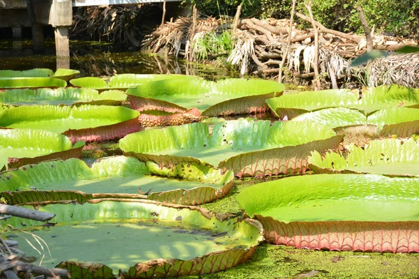 Victoria Amazonica Lub Lilia Wodna Tajlandii — Zdjęcie stockowe