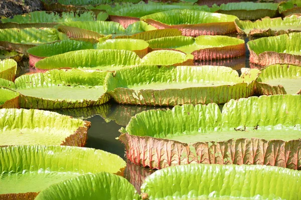 Victoria Amazonica Lirio Agua Tailandia — Foto de Stock