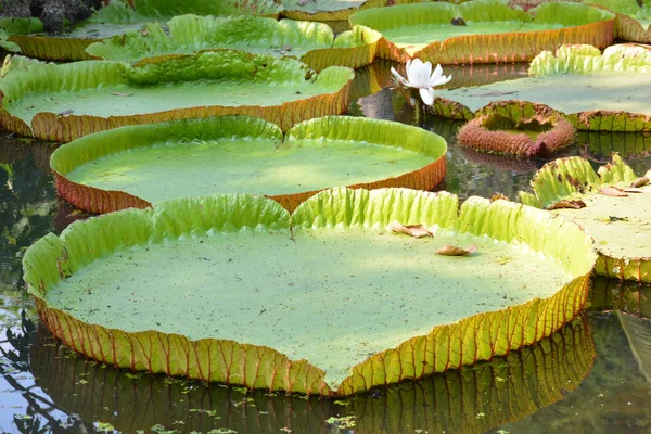 Victoria Amazonica Lub Lilia Wodna Tajlandii — Zdjęcie stockowe