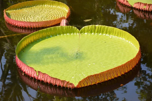 Victoria Amazonica Lirio Agua Tailandia —  Fotos de Stock