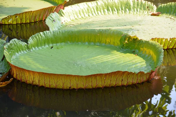 Victoria Amazonica ya da Tayland 'da su zambağı