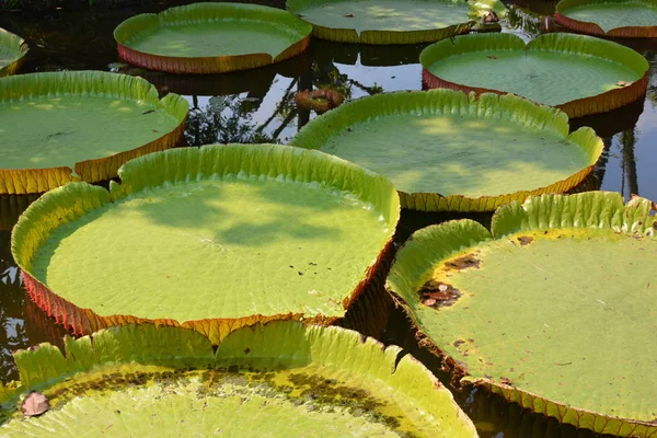 Victoria Amazonica ya da Tayland 'da su zambağı