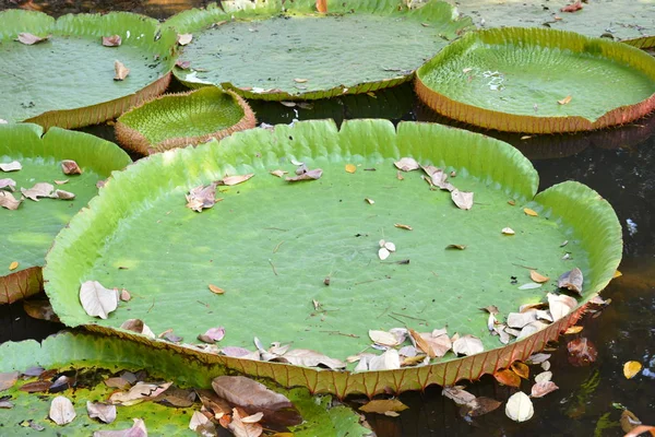 Victoria Amazonica Lirio Agua Tailandia — Foto de Stock