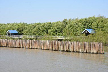 Tayland 'da bir sahilde uçan martı kuşları.