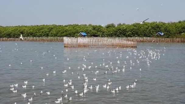 Seagull Birds Flying Beach Thailand — Stock Video
