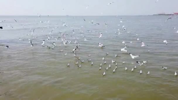 Oiseaux Mouettes Volant Sur Une Plage Thaïlande — Video