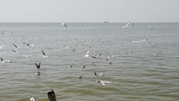 Aves Gaviota Volando Una Playa Tailandia — Vídeos de Stock