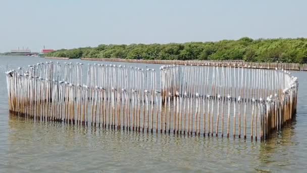 Uccelli Gabbiano Che Volano Una Spiaggia Thailandia — Video Stock