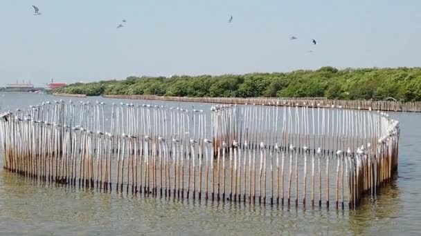 Aves Gaviota Volando Una Playa Tailandia — Vídeos de Stock