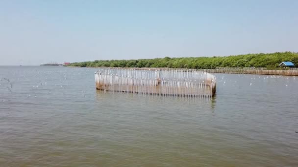 Aves Gaivotas Voando Uma Praia Tailândia — Vídeo de Stock