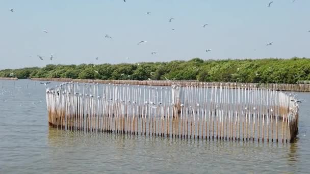 Aves Gaivotas Voando Uma Praia Tailândia — Vídeo de Stock