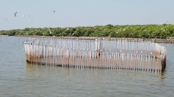 Птицы Чайки Летают Пляже Таиланде — стоковое видео