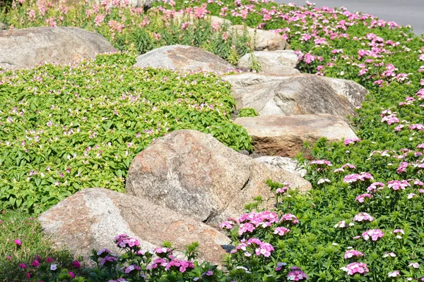 Im Vordergrund Spiraea Japonica Japanische Madesusse Japanische Spiraea Und Berberis Thunbergii Rockertum Flamme Rote Knospe Stock Photo 419900994