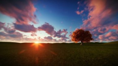 Yalnız ağaç üzerinde yeşil çayır, öğleden sonra timelapse sunrise