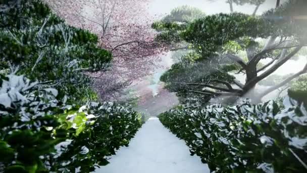 Кровать квітки маку в зима, Сонце світить між деревами — стокове відео