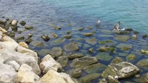 Seagull flying with Constanta, Romania, beach on the background, slow motion — Stock video