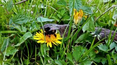 Polen, toplama bumblebee yakın