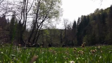 Adam yeşil çayır, arka planda inek ile pitoresk manzara Nettles toplama