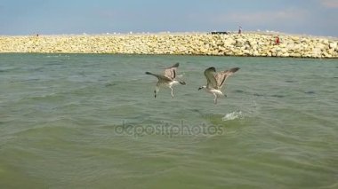 Düşük su, ağır çekim Seaguls balıkçılık